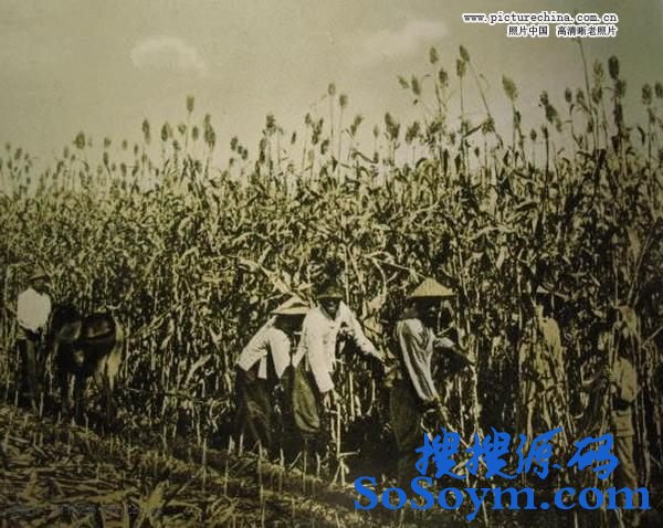 ��������Ĳ�ɣ����Ƭ